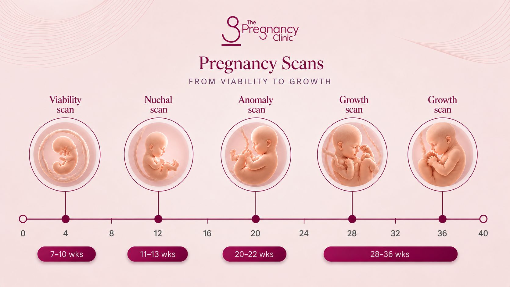 Pregnancy Scan Image