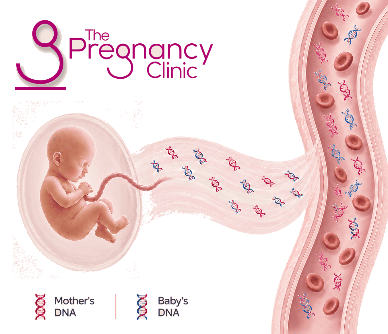 Illustration of NIPT: baby's DNA in the mother's bloodstream